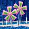 Watermelon Daisy